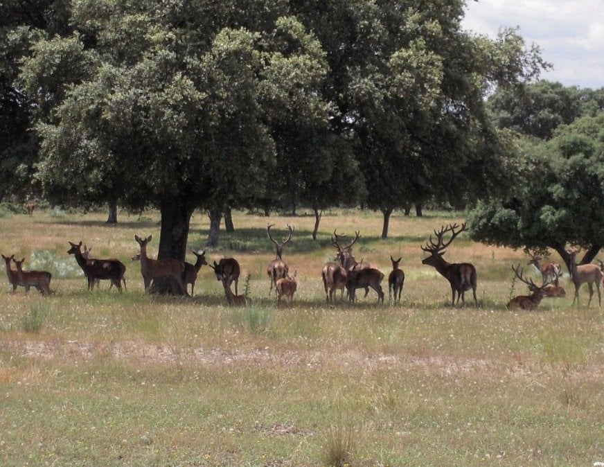 Ciervos alimentándose en El Pardo