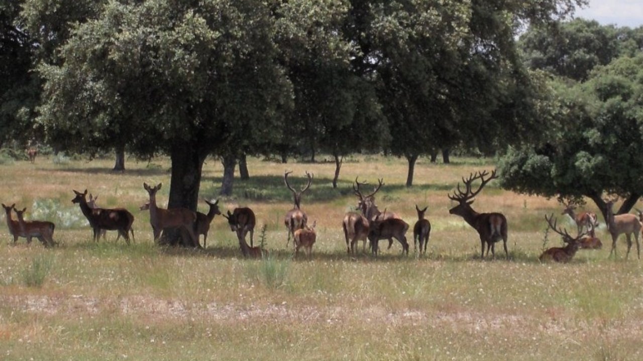 Ciervos alimentándose en El Pardo